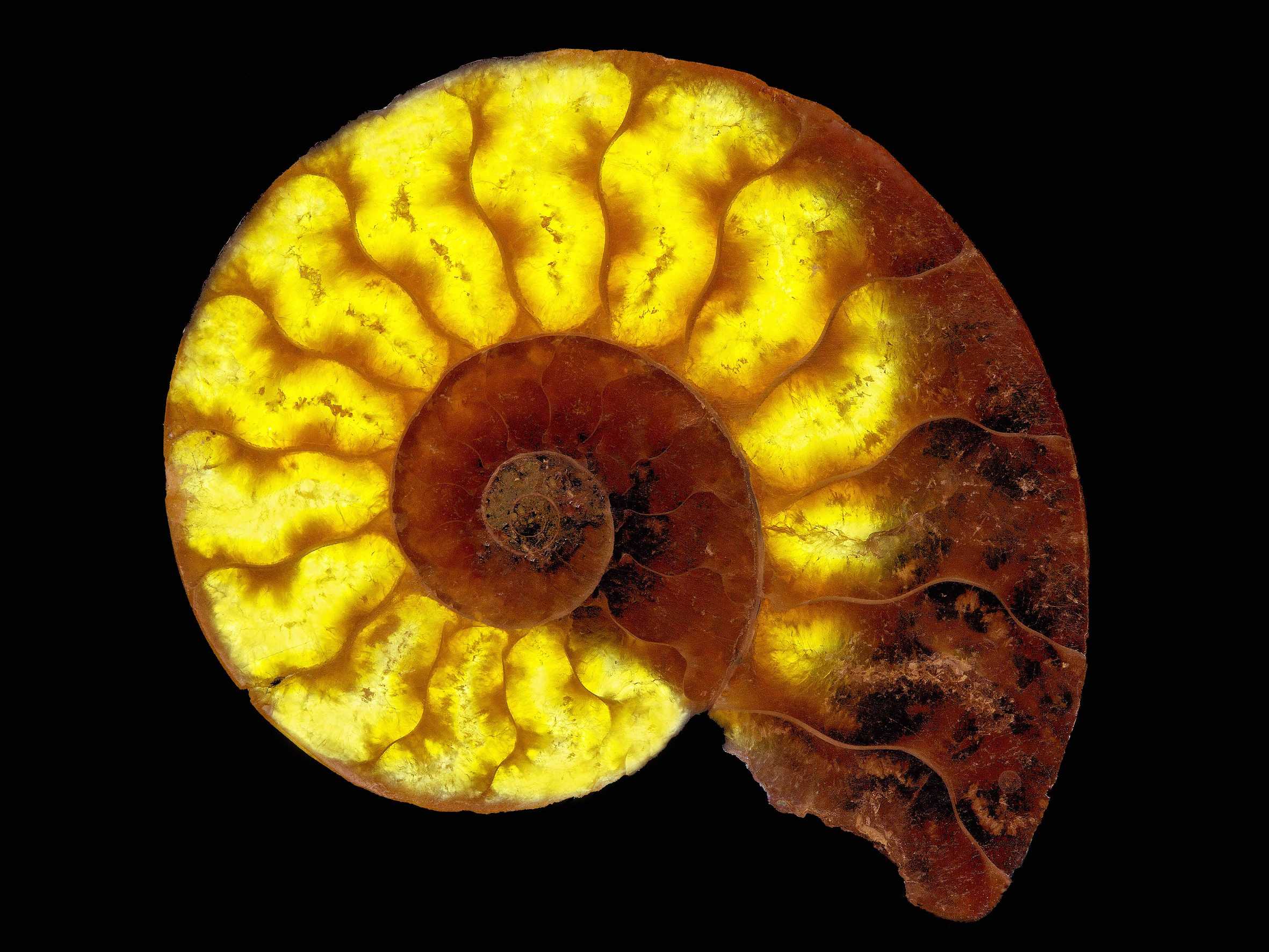 N°97    coupe d'une ammonite de Madagascar (éclairée par dessous)